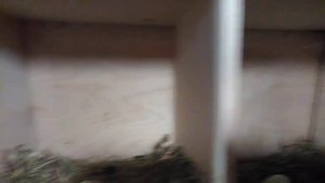 Куры ЛЕГБАР. Курятник в свинарнике.        #куры#легбар#деревнябеларусь#Belarus