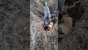 Охота на лиса, с курцхааром.