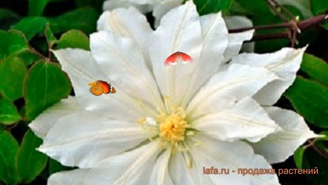 Клематис крупноцветковый Халина Нолл ? обзор: как сажать, саженцы клематиса Халина Нолл смотреть онлайн