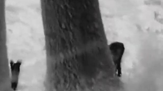 HICMIRCO lynx pro LH 25, srnčí - roe deer (Capreolus capreolus) смотреть онлайн