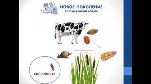 Биология. Объяснение темы "Жизненный цикл печёночного сосальщика"