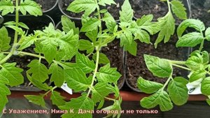 ДАЖЕ САМАЯ ХИЛАЯ РАССАДА СТАНЕТ КРЕПКОЙ БЛЕДНЫЕ ЛИСТЬЯ ПОЗЕЛЕНЕЮТ! ВСЕГО ОДНО ОПРЫСКИВАНИЕ РАССАДЫ