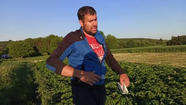 Плохая погода и фитофтороз может погубить урожай картофеля. Применяли фитоспорин ( передозировка)