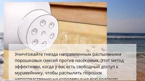 Как избавиться от муравьев древоточцев