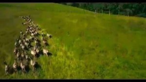 Алтайский край, Солонешенский район. Маралы.