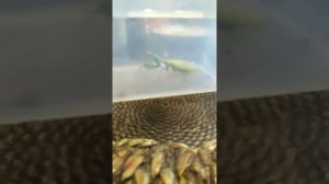 Богомол Красная книга