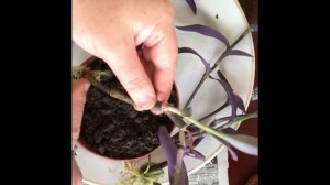 123. Сеткриазия или фиолетовая традисканция. Уход, размножение