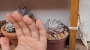 Paraguayense com haste floral, mudas no caule da Echeveria Tinkerbell e suculentas super compactas