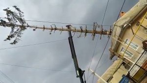 Как рубят деревья
