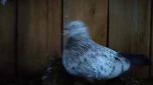 Димкино хозяйство. Голуби 43. Свердловские.