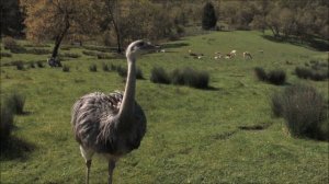 All About Ostriches for Children: Ostrich Video for Kids - FreeSchool