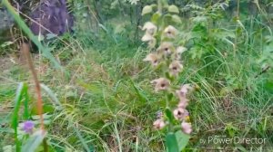 Дремлик болотный