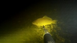 Просто крупный карась