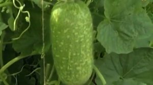 Диковинки в теплице. Бенинказа или восковая тыква
