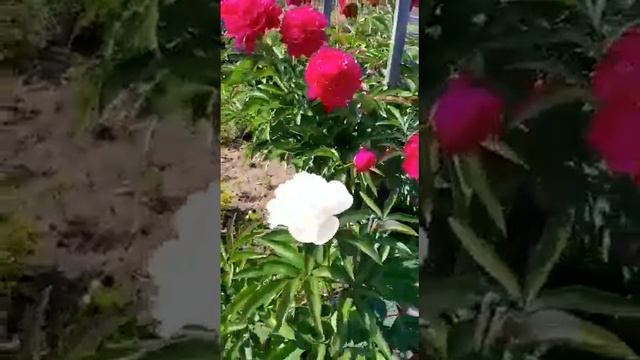 что растёт на участке. участок на продажи. снт космея. 950000р. 10соток где то . смотреть онлайн