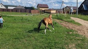 Продажа Ахалтекинских лошадей
https://akhaltekellc.com
Sale of Akhal-Teke horses