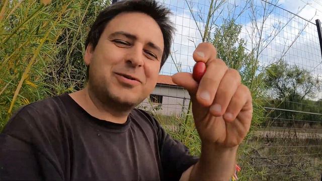 Български Дрян-Реколта. Болгарский кизил-урожай. Bulgarian Dogwood-Harvest. смотреть онлайн