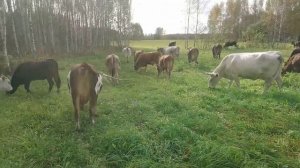 Новости и обновки нашей мини-фермы КРС.