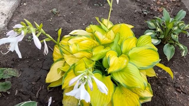 #хоста #hosta #СтэйндГласс #StainedGlass / Хоста золотая Стэйнд Гласс. Цветение. Уход.