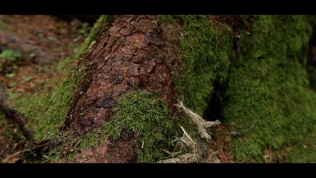 Хрупкие игрушки - Полина Черкасова - The Fragile Toys - Polina Tserkassova Storyteller смотреть онлайн