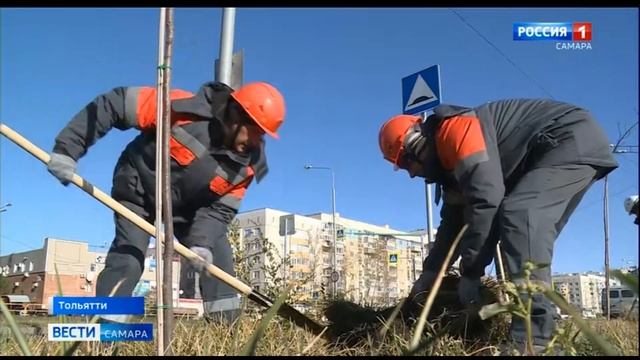 В Тольятти появилась новая липовая аллея