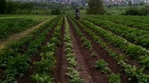 Дисковый окучник с опорными дисками