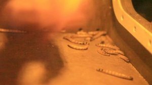 Выпускной  в тематике шоу Форт Боярд в г. Балашиха!