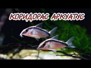 КОРИДОРАС АРКУАТУС ИЛИ ДВУХПОЛОСЫЙ КОРИДОРАС.СОДЕРЖАНИЕ И РАЗВЕДЕНИЕ.