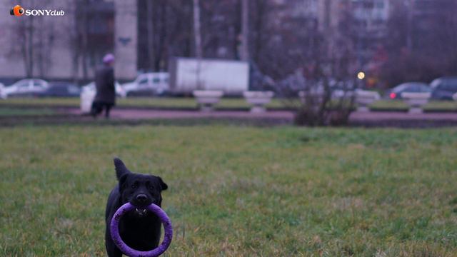 AF test SONY a7rIII