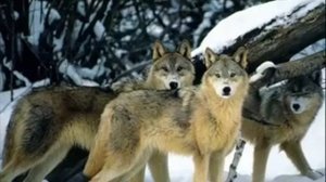 Владимир Высоцкий   Охота на волков!