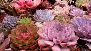 Эхеверия Орион и Фиона. Есть ли различия? Скрещивание суккулентов. Несовместимость видов. Результат