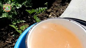 ПОДКОРМИТЕ В АВГУСТЕ ХРИЗАНТЕМЫ ЭТИМ УДОБРЕНИЕМ