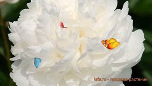 Пион травянистый Класс Акт (paeonia class act) ? обзор: как сажать, саженцы пиона Класс Акт