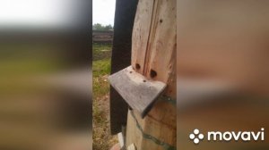 Колодное пчеловодство начало.mp4