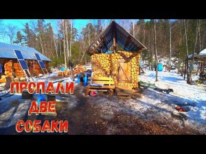 плановый заезд на зимовье. Пропали 2 собаки.