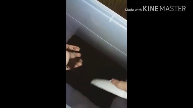 ВЛОГ| НОВЫЕ УЛИТКИ:) ПОКУПКА НОВЫХ УЛИТОК| АРХАХАТИНА МАРГИНАТА ОВУМ