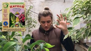 ОСЫПАЮТСЯ ЛИСТЬЯ У ФИКУСА ? ЧТО ДЕЛАТЬ? Простой способ остановить листопад ?