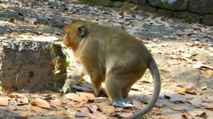OMG!! Super hungry monkey SWEET PEA | monkey SP action looking for food