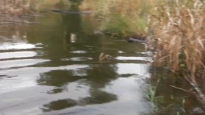 Рыбалка на мережу 2018