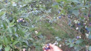 ГОЛУБИКА ДЛЯ НАЧИНАЮЩИХ,ОТ МАЛЫШЕЙ ДО ДВУХМЕТРОВЫХ КУСТОВ.