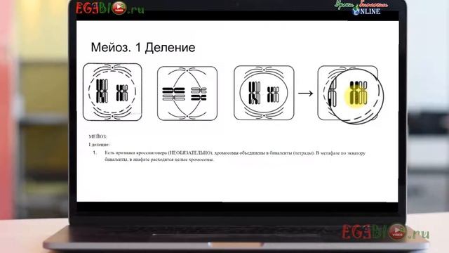Митоз и мейоз. КАК ОТЛИЧИТЬ НА РИСУНКАХ. Видеоуроки биологии на egebio.ru смотреть онлайн