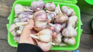 ПОСЛЕ ЧЕГО НЕЛЬЗЯ САЖАТЬ ЧЕСНОК ОСЕНЬЮ ? ЧТО ВНЕСТИ В ПОЧВУ ПЕРЕД ПОСАДКОЙ ОЗИМОГО ЧЕСНОКА. Видео №