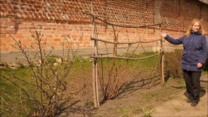 Митрополичий сад Ростовского кремля. Ежемалина и красная смородина.