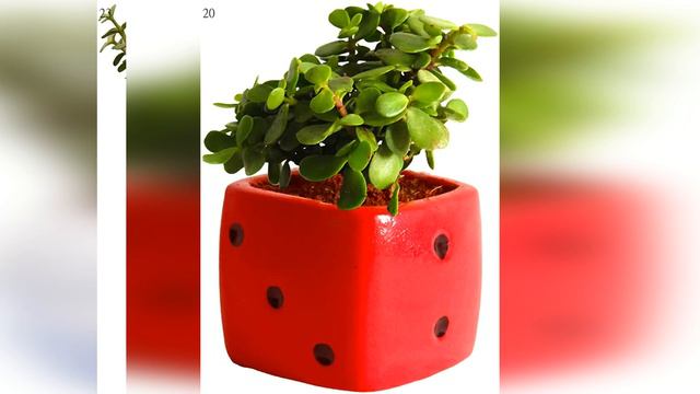 Top 15 Best Indoor & Outdoor Plants for Apartments, House, Garden to Buy Online - Vartika Vlog
