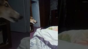 Русская борзая и дети.