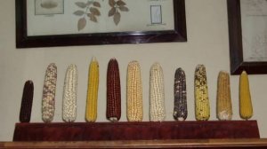 Н.И.Вавилов Биография