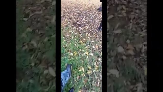 Рыжая белочка по имени Рыжка 7 октября смотреть онлайн