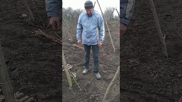 Особености обрезки и укрытия однолетних кустов винограда. смотреть онлайн