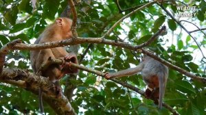 So Good Baby Monkey Rex Hard Playing With Pigtail Monkey Robert