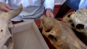 Анатомия животных  Череп  Часть 1